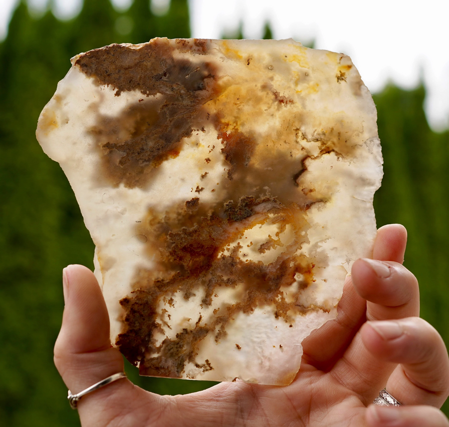 C&C-labelled Graveyard Point Plume Agate slice with cream chalcedony and brown-gold branching inclusions, held outdoors.
