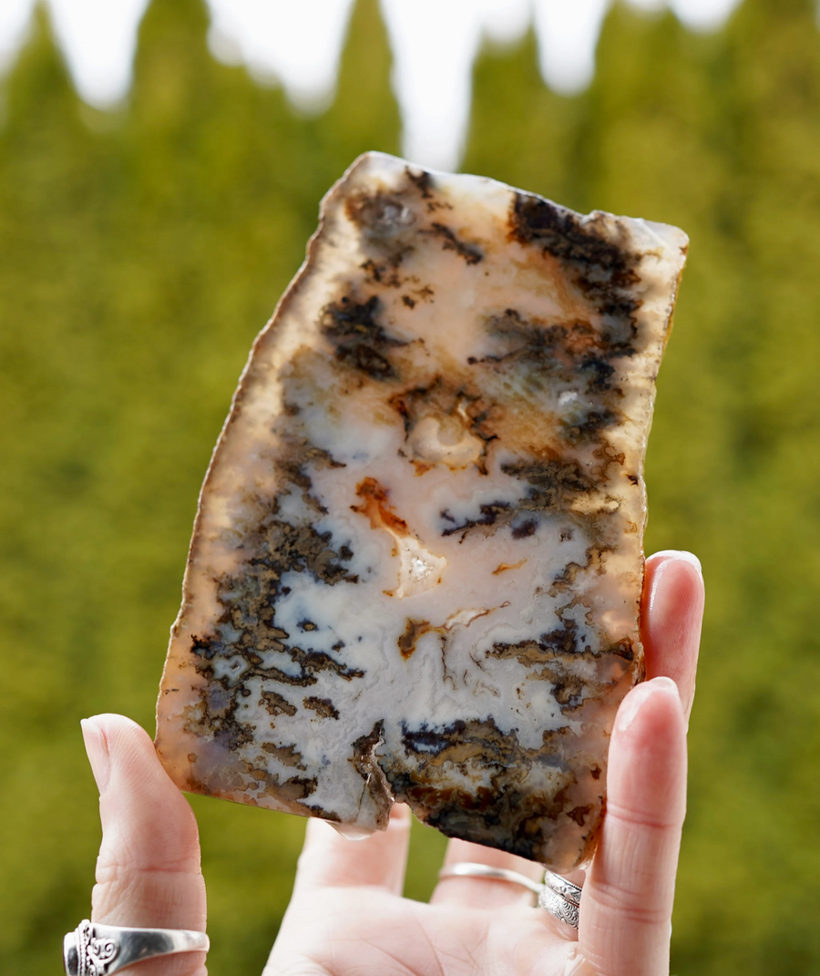 C&C-labelled Graveyard Point Plume Agate slice with cream chalcedony, dark branching plumes and rust-brown outlines, held outdoors.