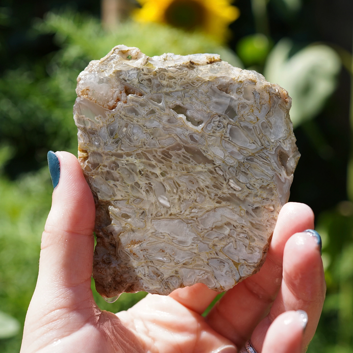 C&C-supplied Ochoco Tube Agate slice with pale cream and gray curved patterns and tan outlines, held outdoors.