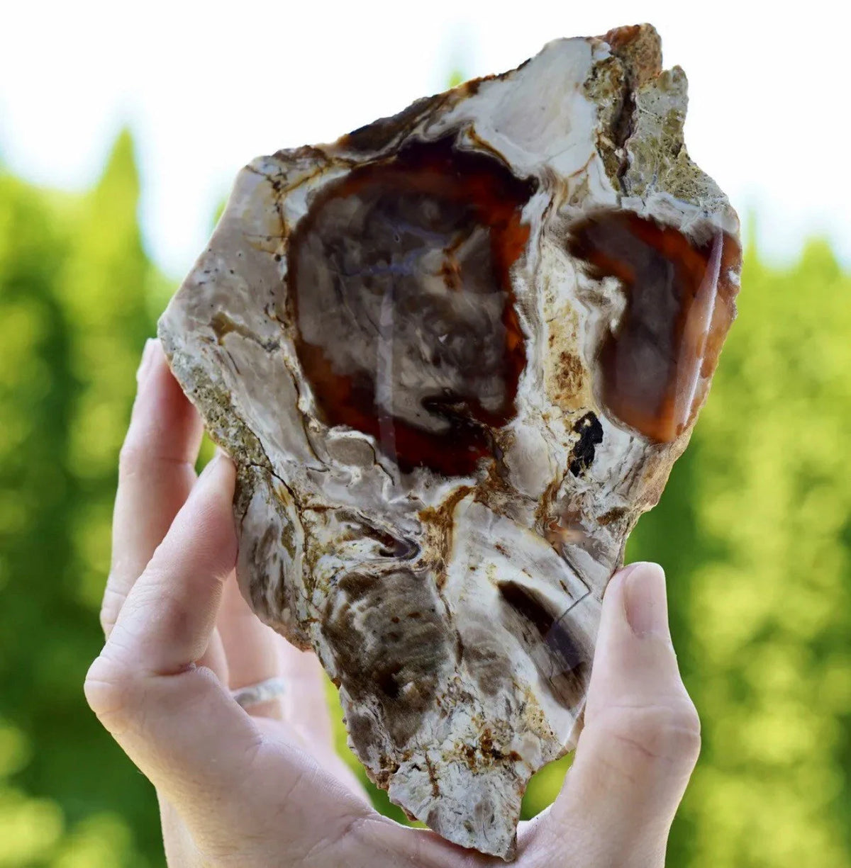 C&C-labelled Oregon carnelian petrified wood slice with dark reddish translucent areas, pale matrix and darker patterned sections, held outdoors.